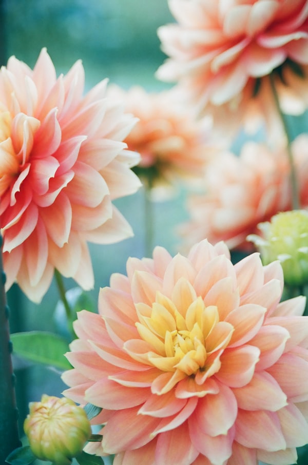 Herbal and Natural Botanicals